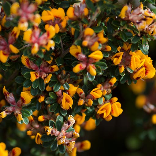 Pultenaea stricta, Rigid Bushpea, Tasmania