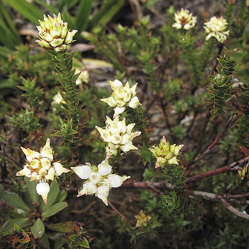 Richea-acerosa Richea acerosa, Slender candleheath, Tasmania