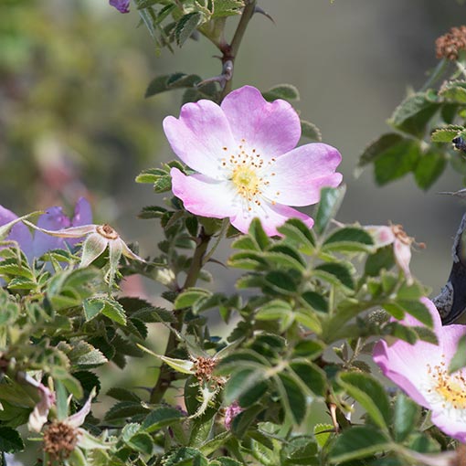 Rosa rubiginosa, wild rose, Tasmania