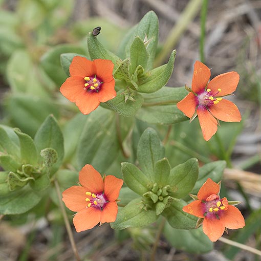 Scarlet Pimpernel, Lysimachia arvensis, Tasmania