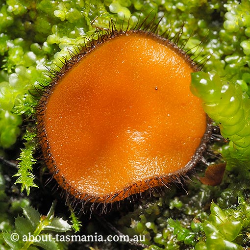 Scutellinia scutellata, fungi, Tasmania