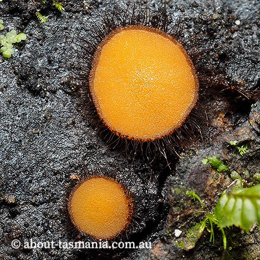 Scutellinia scutellata, fungi, Tasmania