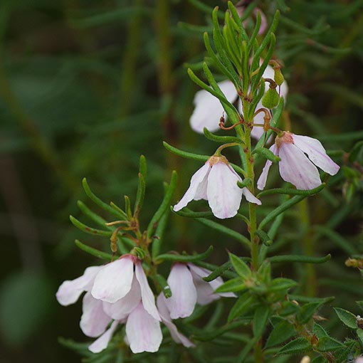 Tetratheca pilosa, Hairy Pinkbells, Tasmania