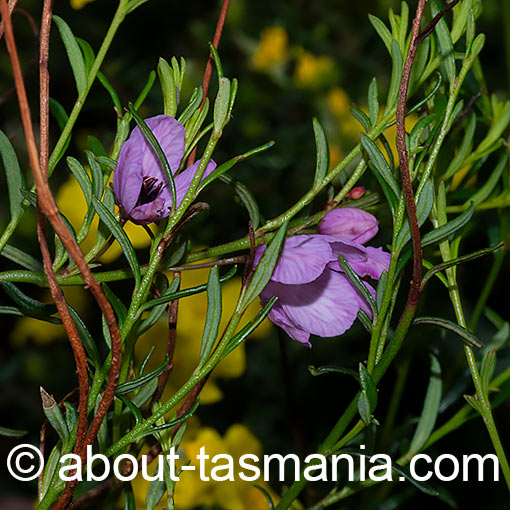 Tetratheca pilosa, Hairy Pinkbells, Tasmania