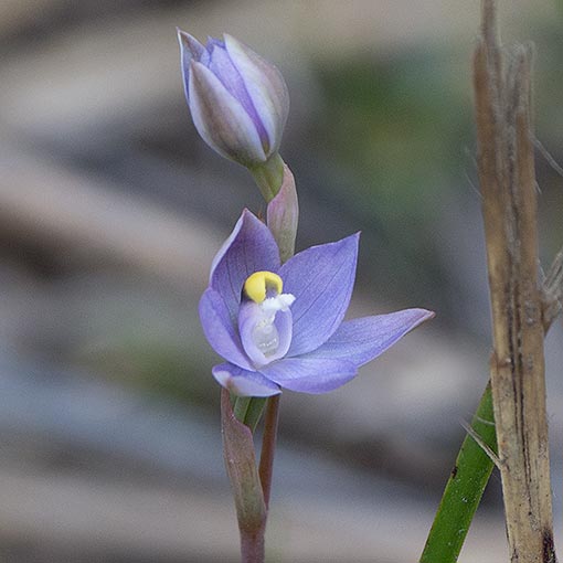 Thelymitra nuda,<br />
Plain Sun Orchid, Tasmania