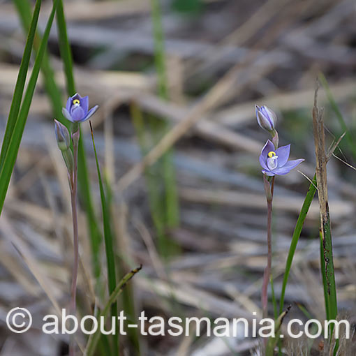 Thelymitra nuda,<br />
Plain Sun Orchid, Tasmania
