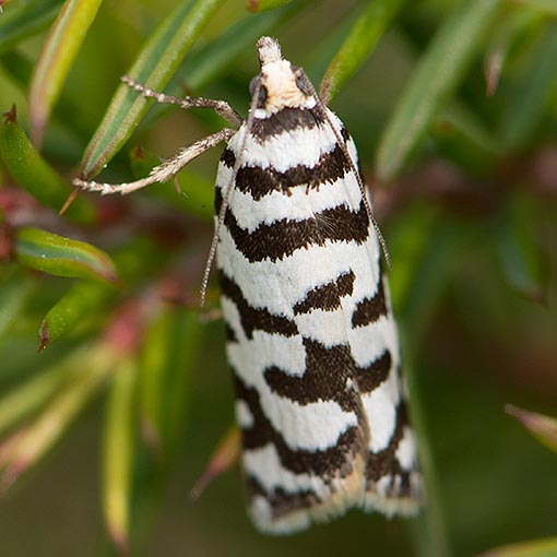 Technitis campylosticha, Tortricidae, Tasmania, moth