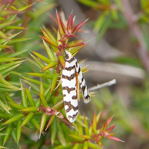 Technitis campylosticha, moth, Tasmania