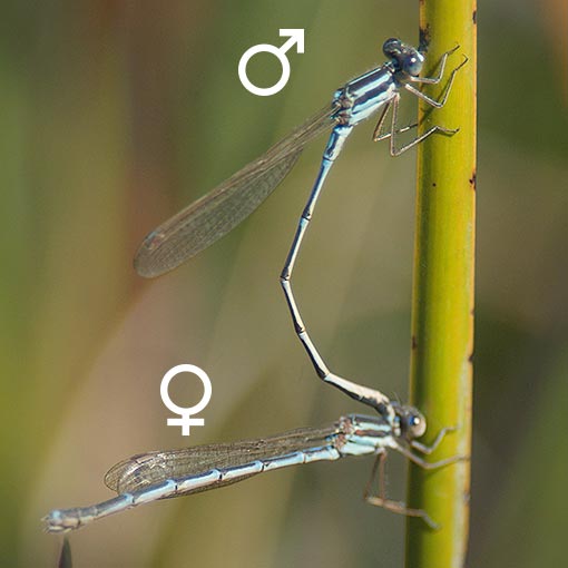 Wandering Ringtail, Austrolestes leda, Tasmania