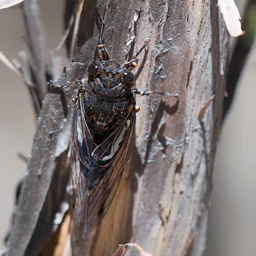 Gelidea torrida, Southern Spotted Cicada, Cicadidae, Tasmania