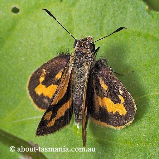 Yellow-banded Dart, Ocybadistes walkeri sothis, Tasmania, butterfly