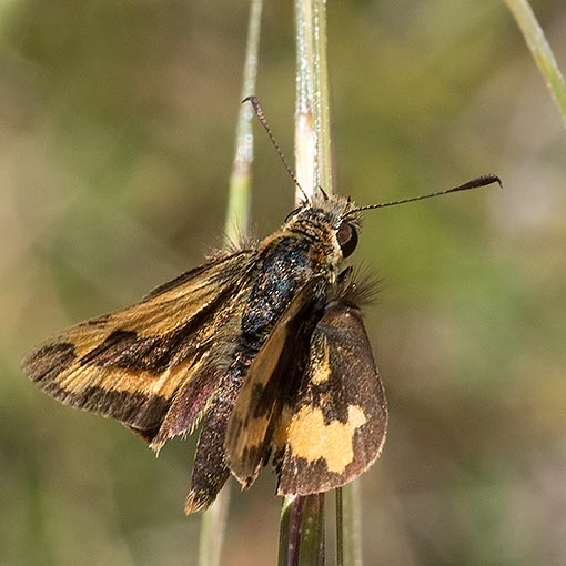 Yellow-banded Dart, Ocybadistes walkeri sothis, Tasmania, butterfly