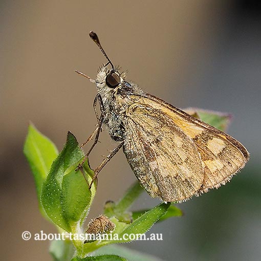 Yellow-banded Dart, Ocybadistes walkeri sothis, Tasmania, butterfly