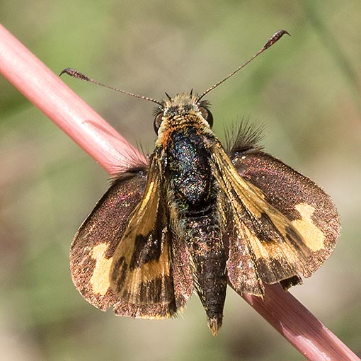 Yellow-banded Dart, Ocybadistes walkeri sothis, Tasmania, butterfly