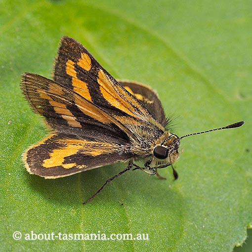 Yellow-banded Dart, Ocybadistes walkeri sothis, Tasmania, butterfly