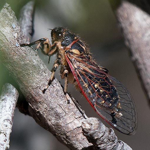 Diemeniana euronotiana,<br />
Yellow-spot Cicada, Cicadidae, Tasmania