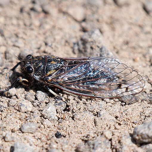 Diemeniana euronotiana, Yellow-spot Cicada, Cicadidae, Tasmania