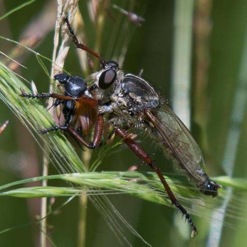 Zosteria sp., Robber Fly, Asilidae, Tasmania