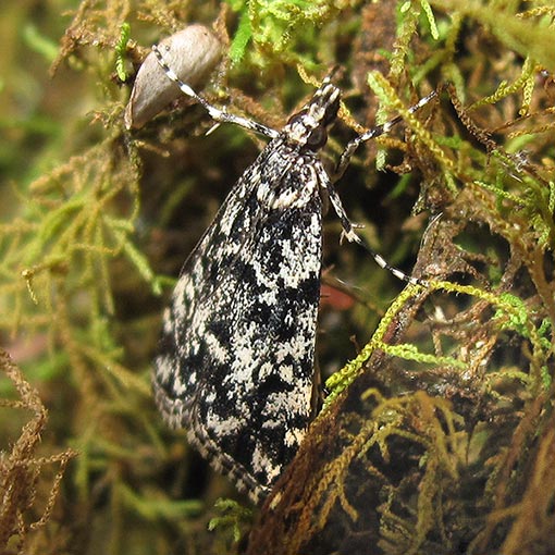 cf. Scoparia sp. Tasmania