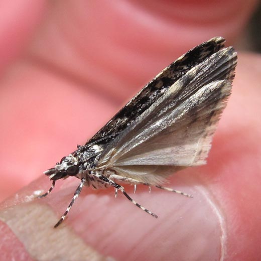 cf. Scoparia sp., mothg, Tasmania