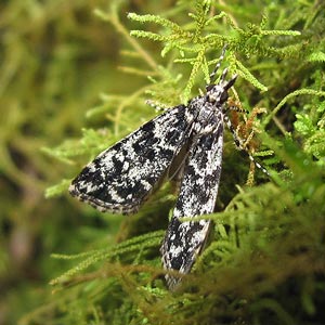 Scoparia sp.