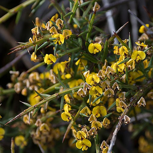 Daviesia ulicifolia, native gorse, Tasmania