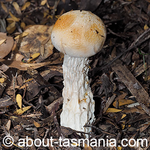 Austroboletus sp., fungi, Tasmania