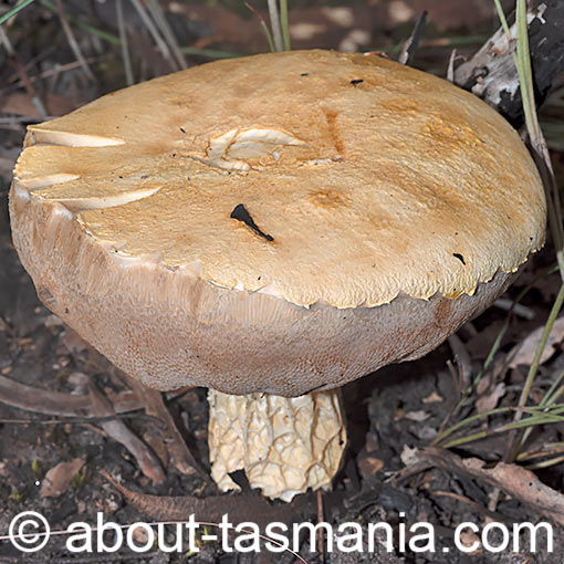 Austroboletus sp., fungi, Tasmania