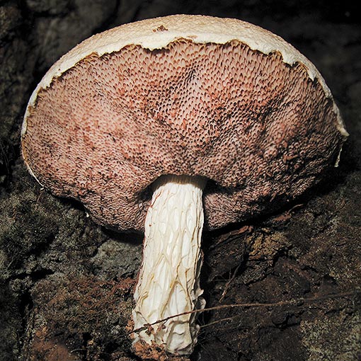 Austroboletus sp., fungi, Tasmania