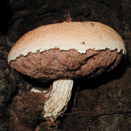 Austroboletus sp., fungi, Tasmania