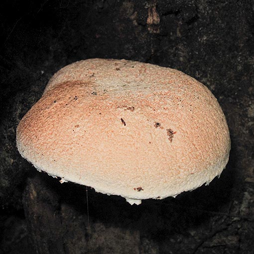 Austroboletus sp., fungi, Tasmania