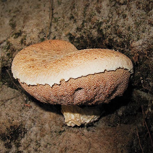 Austroboletus sp., fungi, Tasmania
