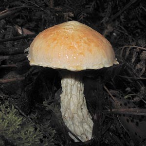 Austroboletus sp.