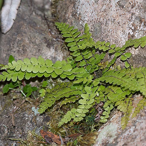 Blechnum fluviatile,<br />
Ray Water Fern, Tasmania