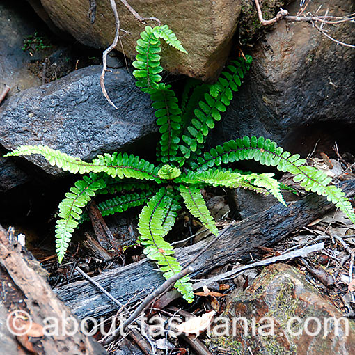 Blechnum fluviatile,<br />
Ray Water Fern, Tasmania