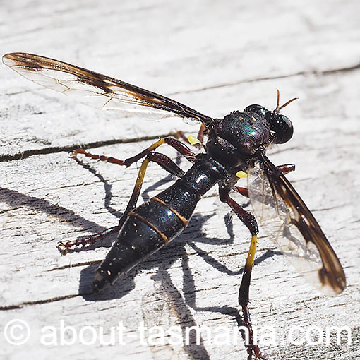 Daptolestes limbipennis,<br />
Robber Fly, Asilidae, Tasmania