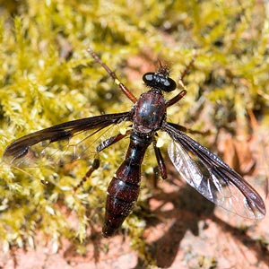 Daptolestes limbipennis