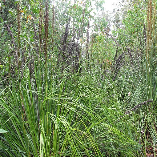 Gahnia grandis, Cutting Grass, Tasmania