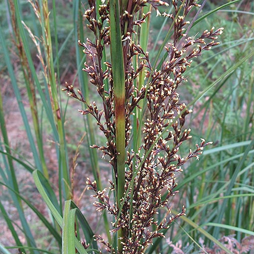 Gahnia grandis, Cutting Grass, Tasmania
