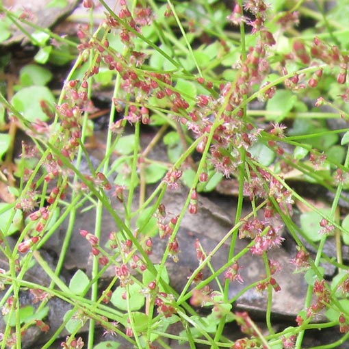 Gonocarpus micranthus, Creeping Raspwort, Tasmania