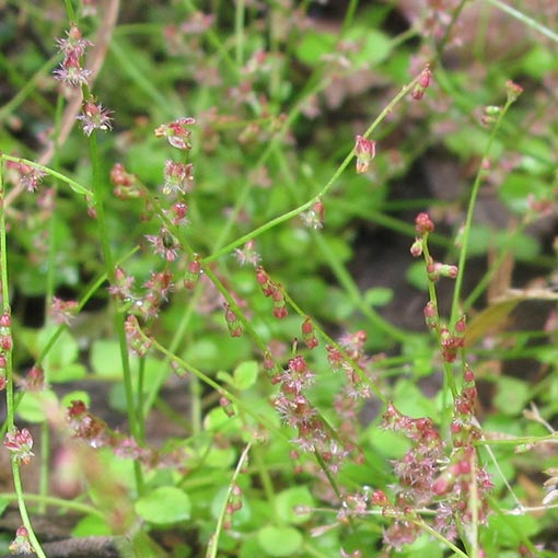 Gonocarpus micranthus, Creeping Raspwort, Tasmania