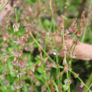 Gonocarpus micranthus