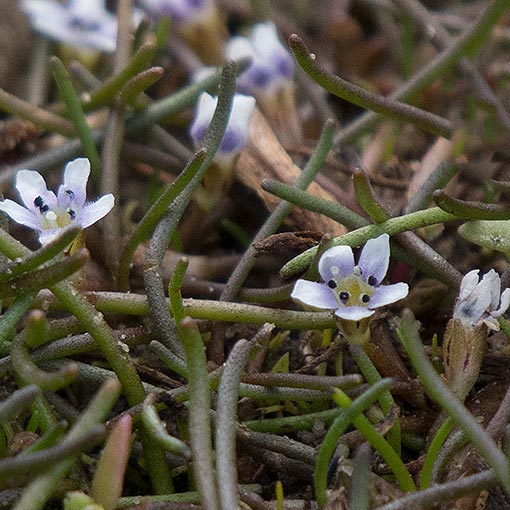 Limosella australis, Australian mudwort, Tasmania