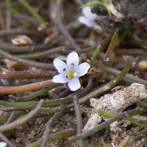 Limosella australis, Australian mudwort, Tasmania