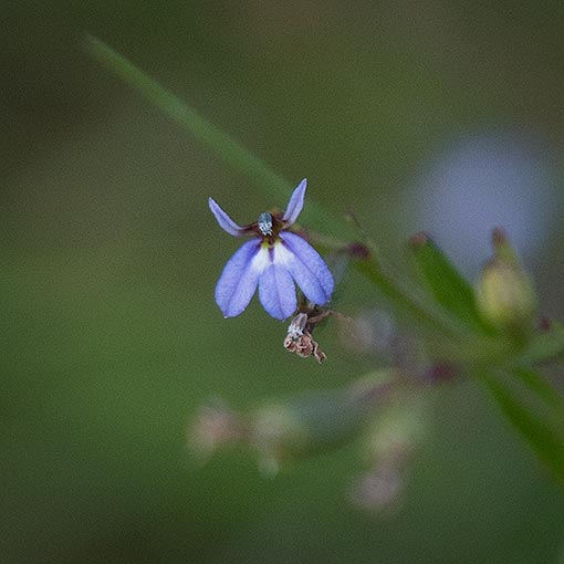 Lobelia anceps, Angled Lobelia, Tasmania