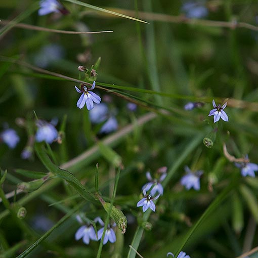 Lobelia anceps, Angled Lobelia, Tasmania