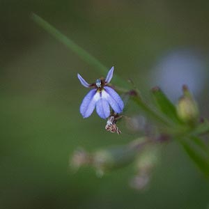 Lobelia anceps