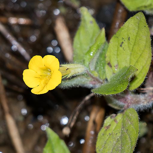 Mimulus moschatus, Muskflower, Tasmania
