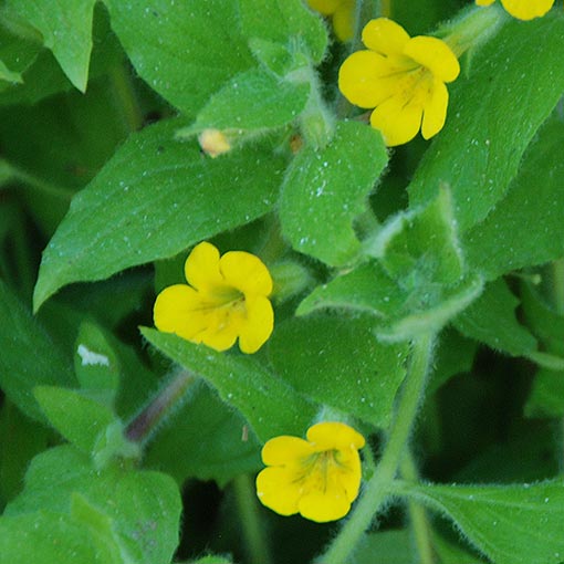 Mimulus moschatus, Muskflower, Tasmania