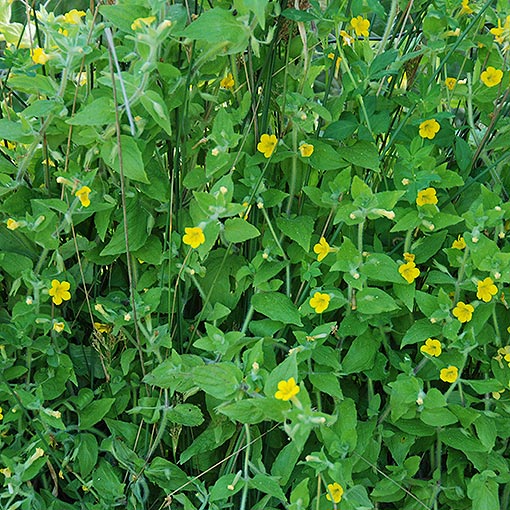 Mimulus moschatus, Muskflower, Tasmania